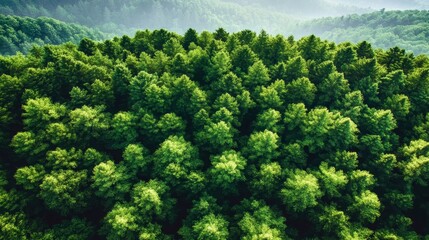 Aerial View of Lush Green Forest Canopy, Tranquil Nature Background, Woods From Above