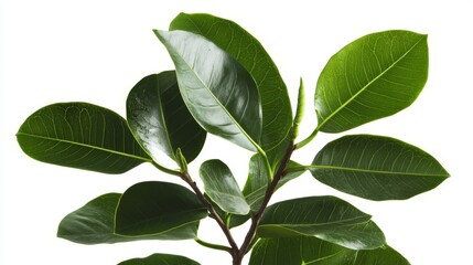 Naklejka premium Unique Soft Leaves on a Bright White Background