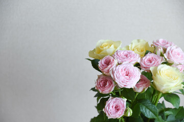 ピンクと黄色のばら