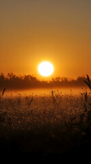 Obraz premium A breathtaking sunrise casts a golden glow over a field of grass and mist.