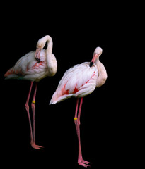Two flamingos in full-length close-up on a black background.