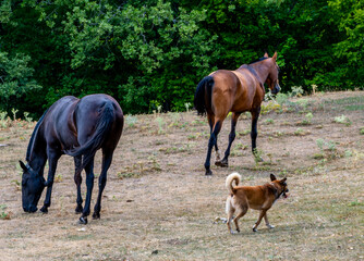 Horses and a dog on a lawn in the woods.