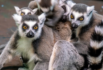 Fototapeta premium The family of the feline lemur in close-up.
