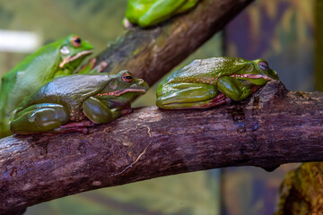 Green frogs are sitting on the branches of a tree in close-up.