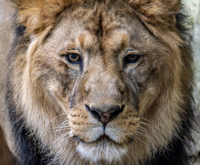 The head of an adult lion in close-up.