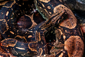 Fototapeta premium The boa constrictor curled up with its head.
