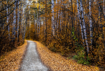 A path for walking in the autumn forest.