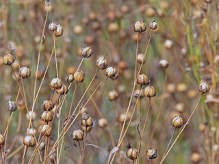 Dry seed capsules of flax or linum usitatissimum closeup in the field