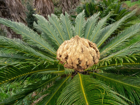 Cycas revoluta,sotetsu, sago palm, king sago, sago cycad or Japanese sago palm plant