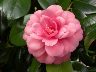 Camellia japonica,common camellia or Japanese camellia pale pink flower