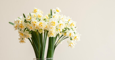 Lush bouquet of white-yellow daffodils isolated on white background. 