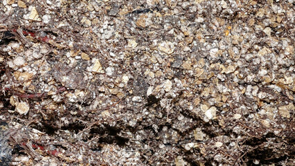 Close up of nutritious soil with truffle spores. Substrate and roots of oak for growing truffles The most expensive mushroom cultivation
