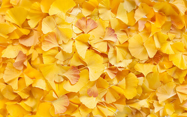 Fallen yellow and orange leaves of maidenhair or ginkgo trees