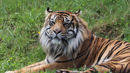 Obraz premium Sumatran Tiger Laying in the Grass Taking in the Sun