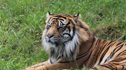 Sumatran Tiger Laying in the Grass Taking in the Sun