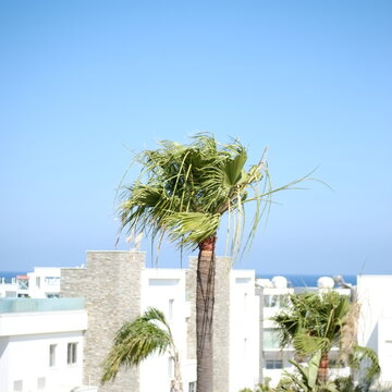 Palm tree in the wind