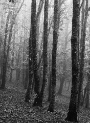 Naklejka premium Otoño en el bosque