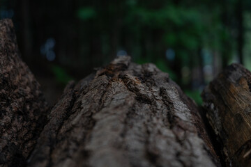 Close up bark tree log. High quality photo