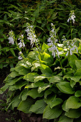 Blooming hosta