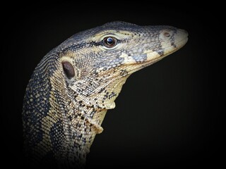 A black and yellow striped reptile that cleans the river. But unfortunately the face is not cute.