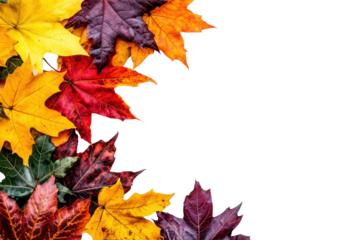 Autumn maple leaves on white background, forming a vibrant seasonal border in red, orange, and yellow.