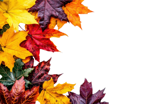 Autumn maple leaves on white background, forming a vibrant seasonal border in red, orange, and yellow.