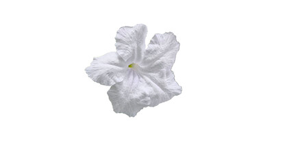 Isolated white flowers on white background. Make clipping path.