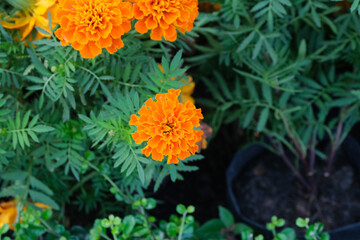 Orange flowers in the park