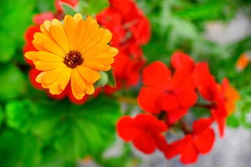 Fototapeta premium FLORES EN EL JARDÍN 