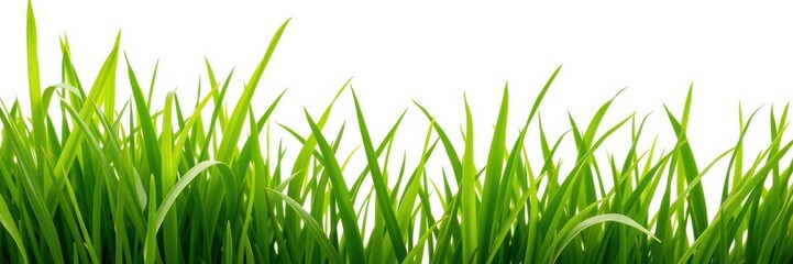 Fresh green grass isolated on a white background for design projects, texture, spring