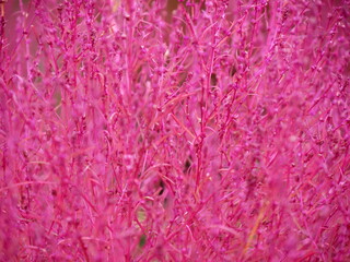Bassia scoparia or red kochia by kawaguchiko lake in japan. Vivid pink or fuschia colored ornamental plants. close up