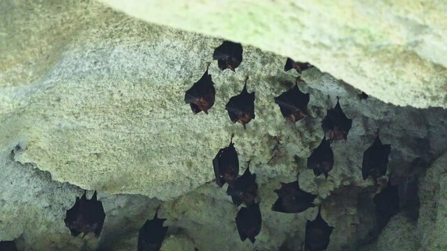 East Asian tailless leaf-nosed bat in Taiwan