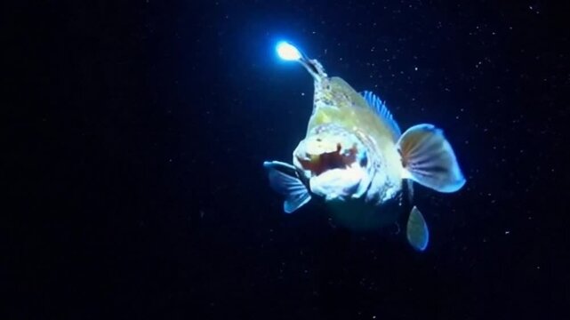 the monsters under the sea are very scary and dark