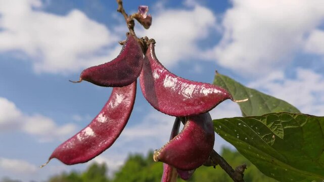 Crop of Purple Hyacinth Bean (Lablab purpureus) with blue sky and sunlight in wind,a stir-fry vegetable.Purple Podded Pole Bean.closeup fruit of purple pod pea.
