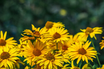 Yellow wildflowers pollinated by bees