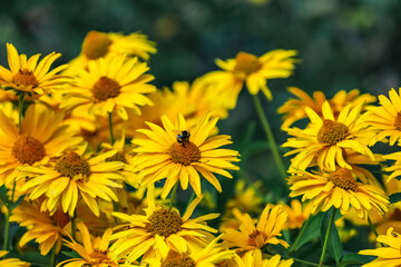 Yellow wildflowers pollinated by bees