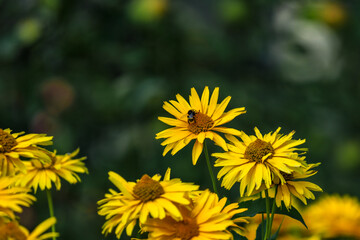 Yellow wildflowers pollinated by bees