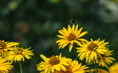 Yellow wildflowers pollinated by bees