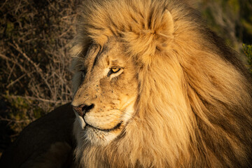 Closeup of a Male Lion sunning and laying down © Noah