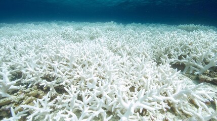 Contrasting Realities: Lively Coral Reef and Bleached Section Highlighting Climate Change Devastation