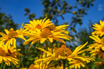 Yellow wildflowers pollinated by bees