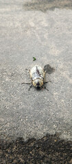 Cyphochilus Insect