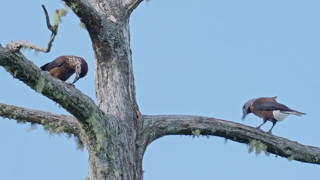 Nutcrackers on a tree eating 