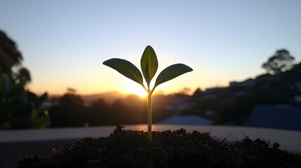 Sunrise Sprout: A silhouette of a seedling against a rising sun. The dawn promises fresh ideas. 