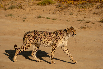 An African cheetah walking along a dirt road looking at tourists on an African Safari in South Africa.