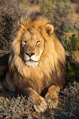  Male Lion sunning and laying down in the plains and savannahs of South Africa.