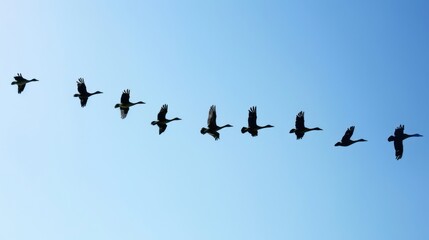 Fototapeta premium Silhouettes of Geese Flying in Formation Against a Blue Sky