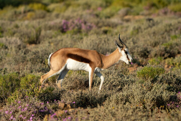 Springbok on a savannah safari in South Africa
