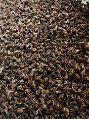 A close-up view of a dense beehive with numerous bees