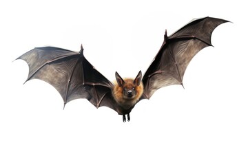 Obraz premium Animal bat wildlife flying.